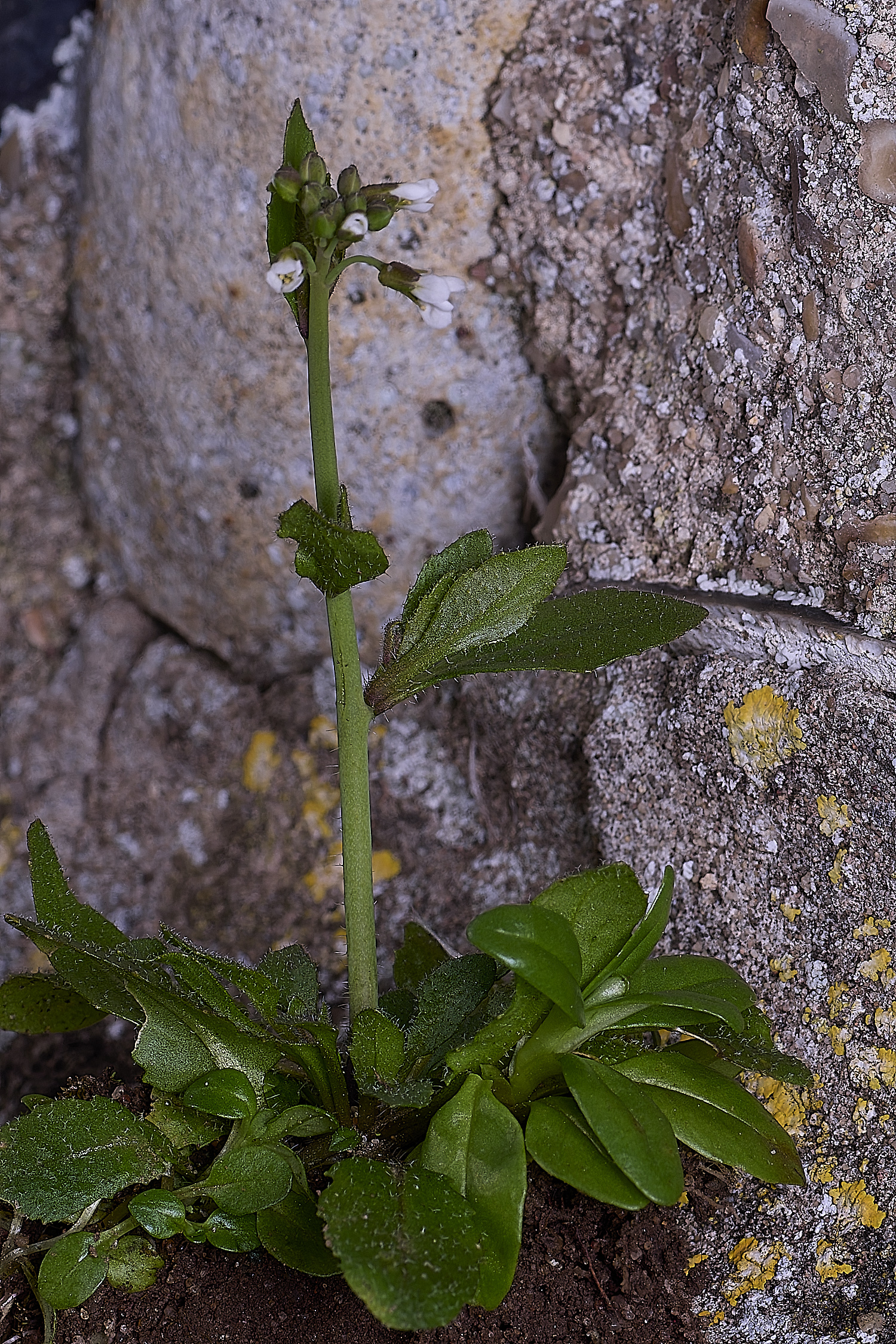 TuttingtonPlant190225-1