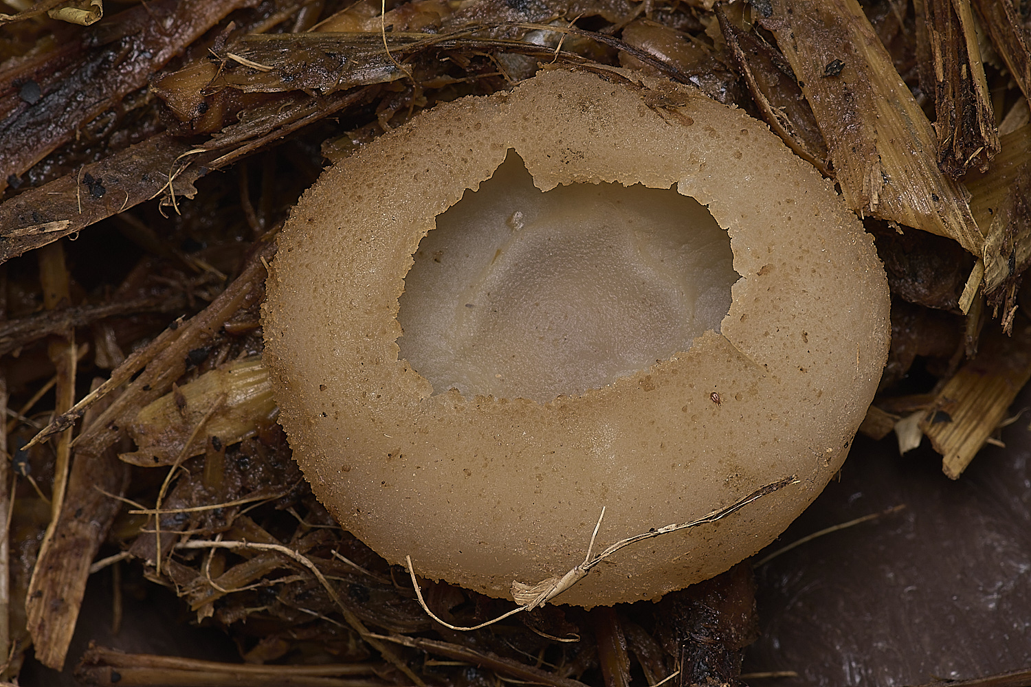 WheatfenPeziza300125-1