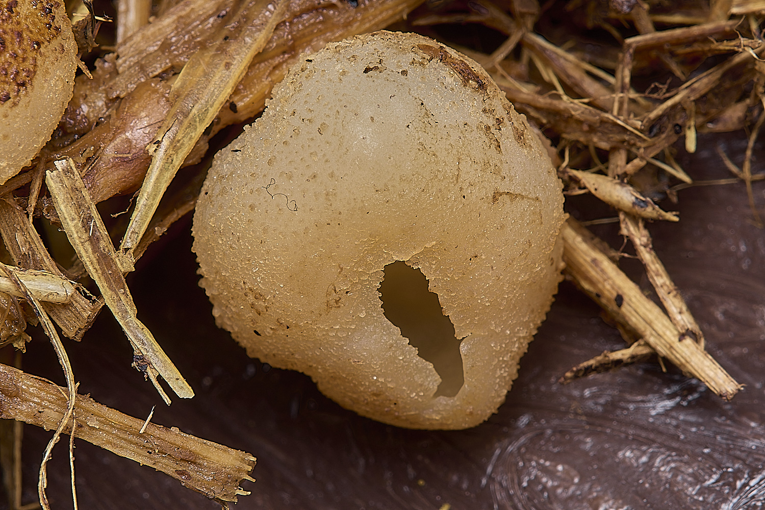 WheatfenPeziza300125-2