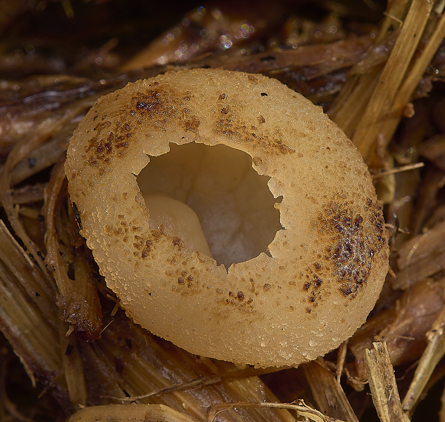 WheatfenPeziza300125-3