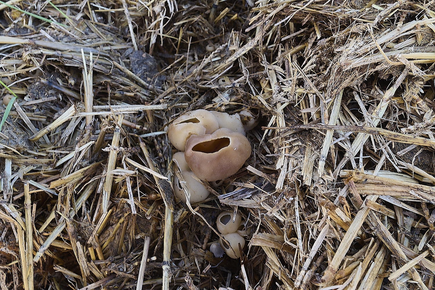 WheatfenPezizaSp310125-4