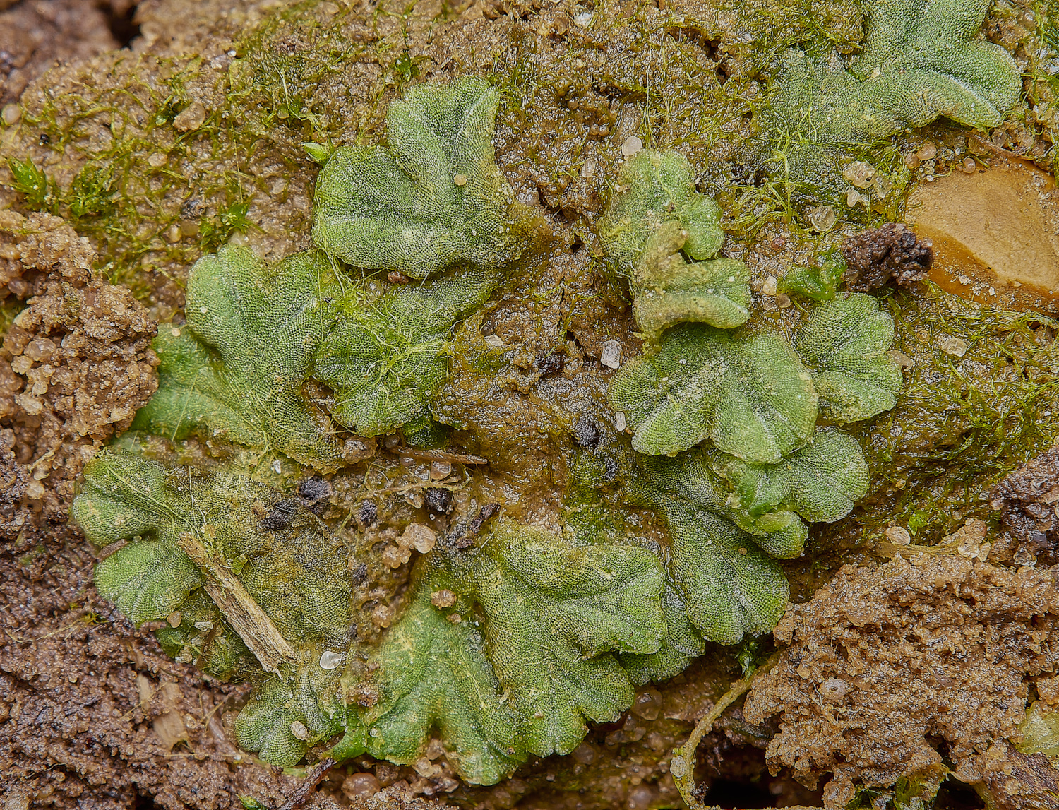 WheatfenRicciasorocarpa300125-1