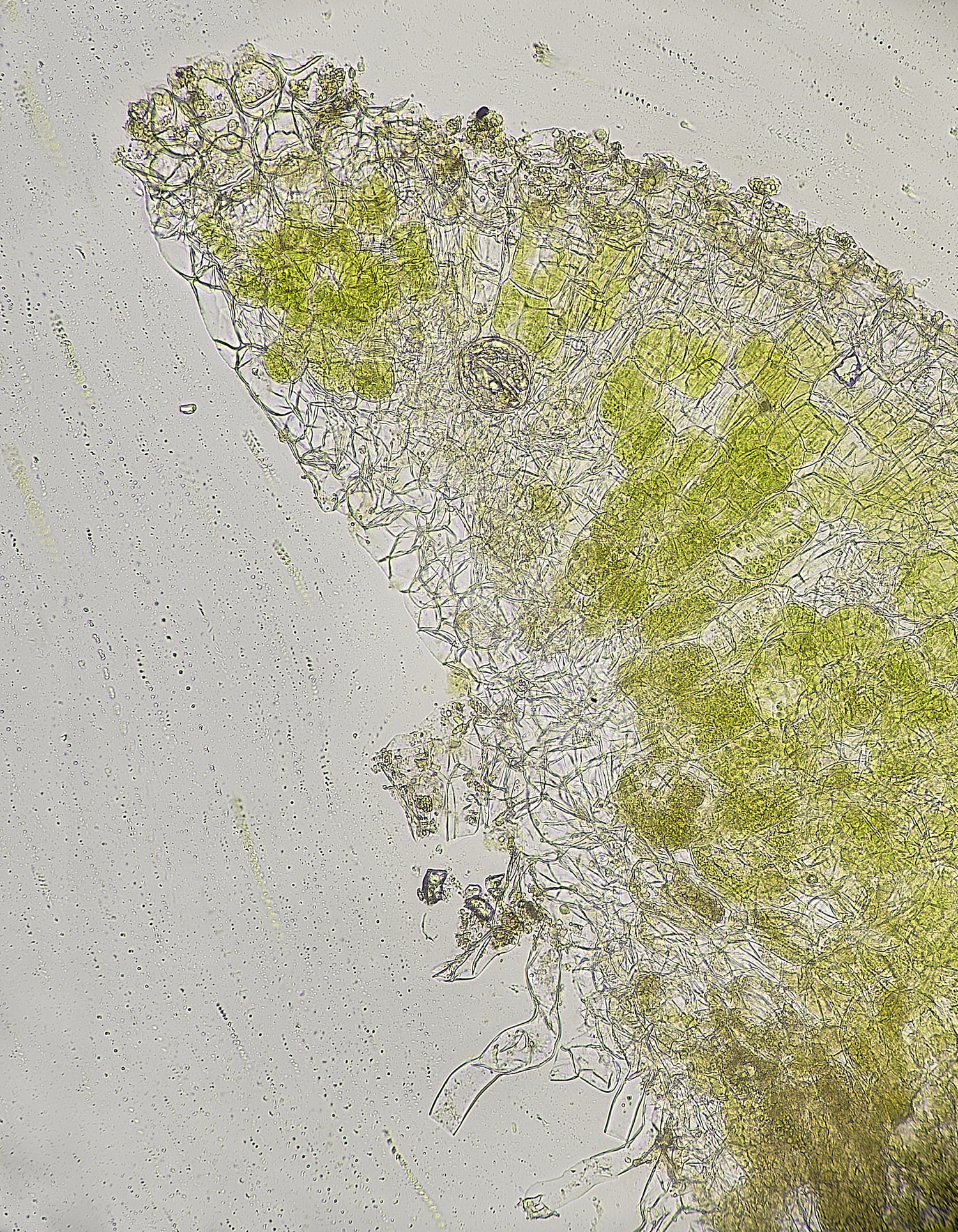 WheatfenRsorocarpa300125-1