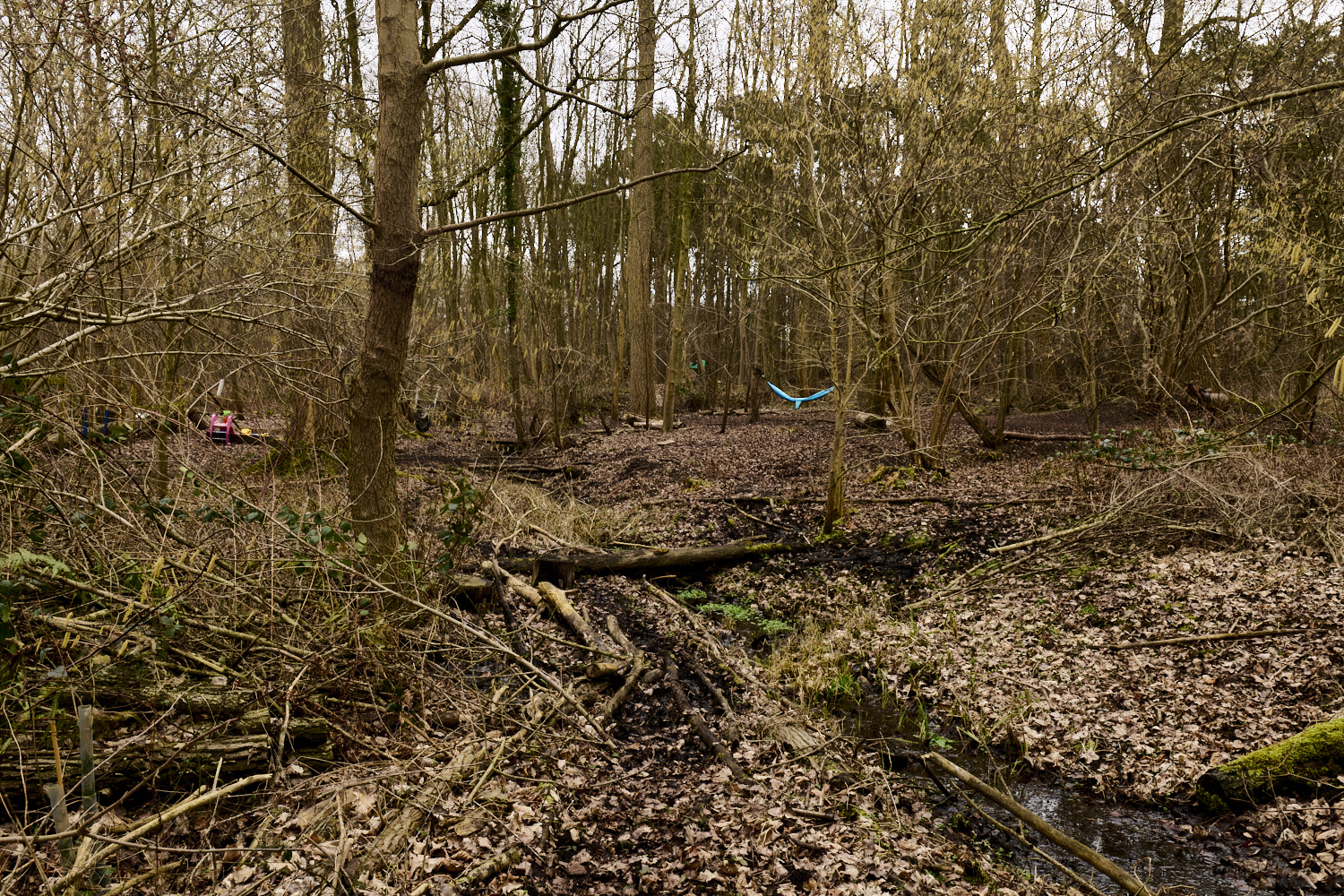 WildernessgGrove230225-1