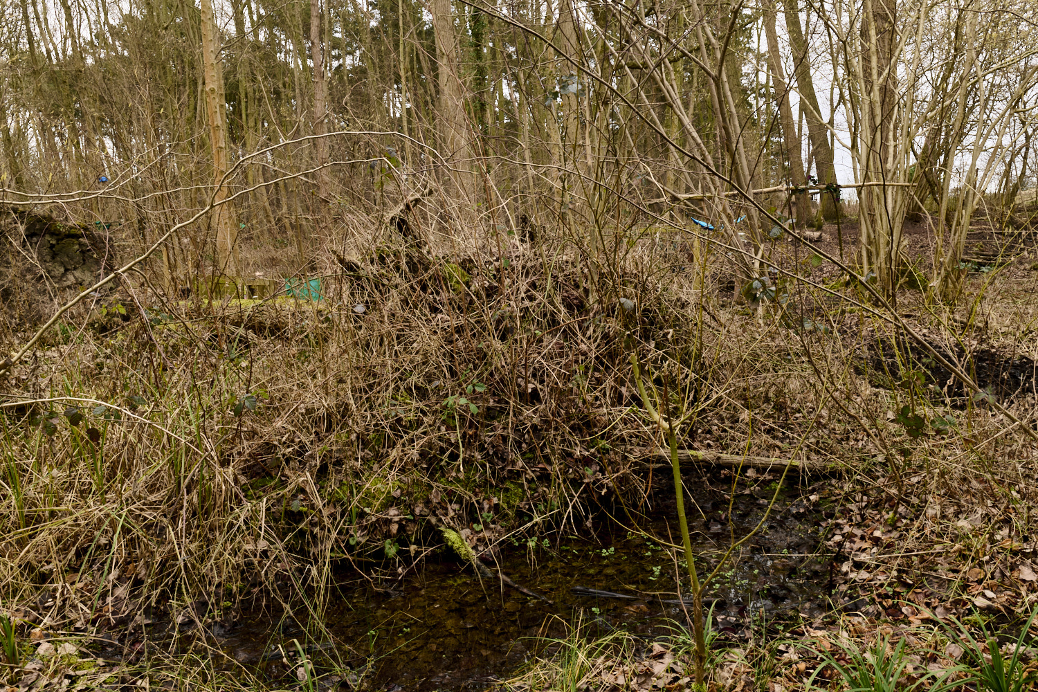 WildernessgGrove230225-2