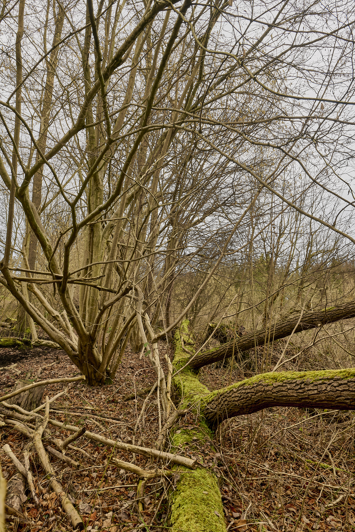 WildernessgGrove230225-3