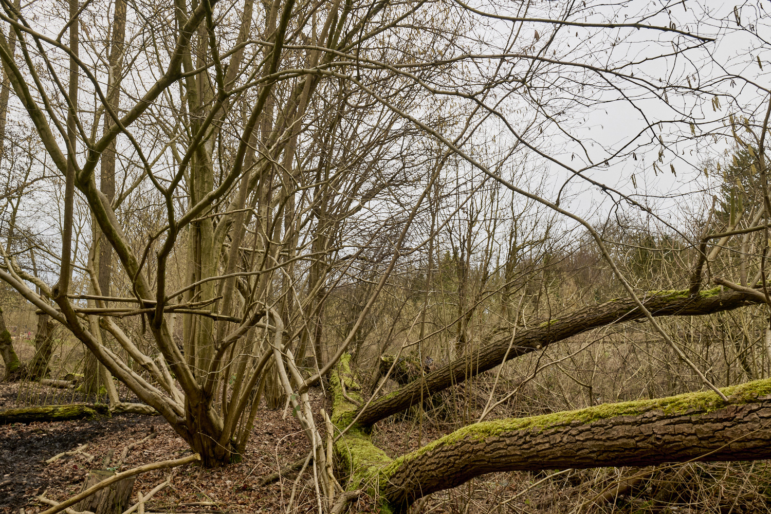 WildernessgGrove230225-4