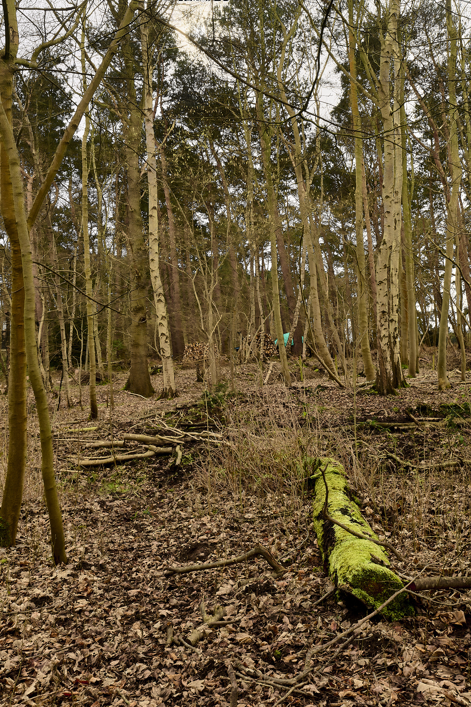 WildernessgGrove230225-5