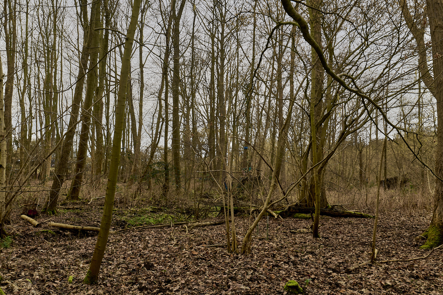 WildernessgGrove230225-6