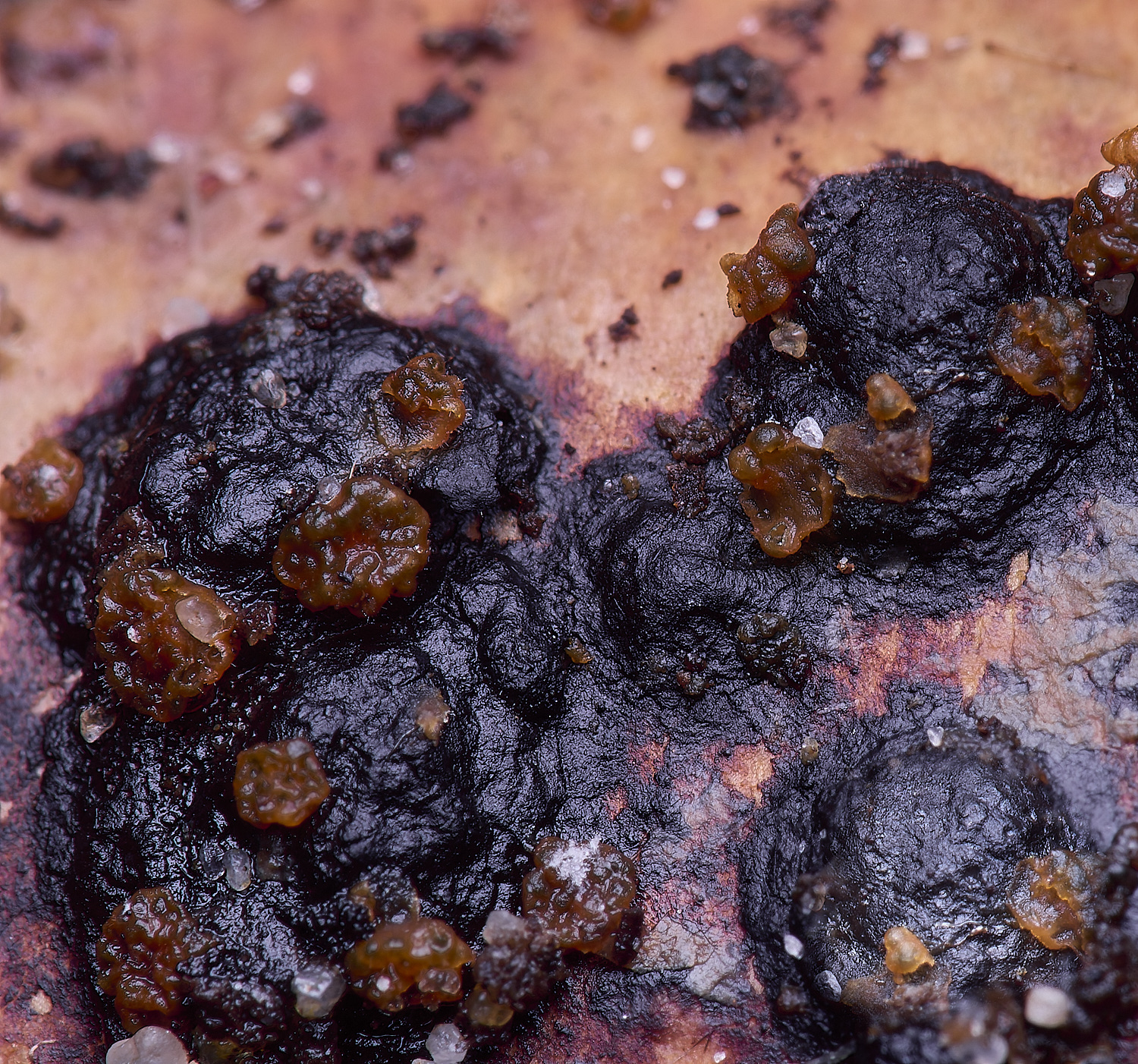 WildernessgGrove3things230225-1