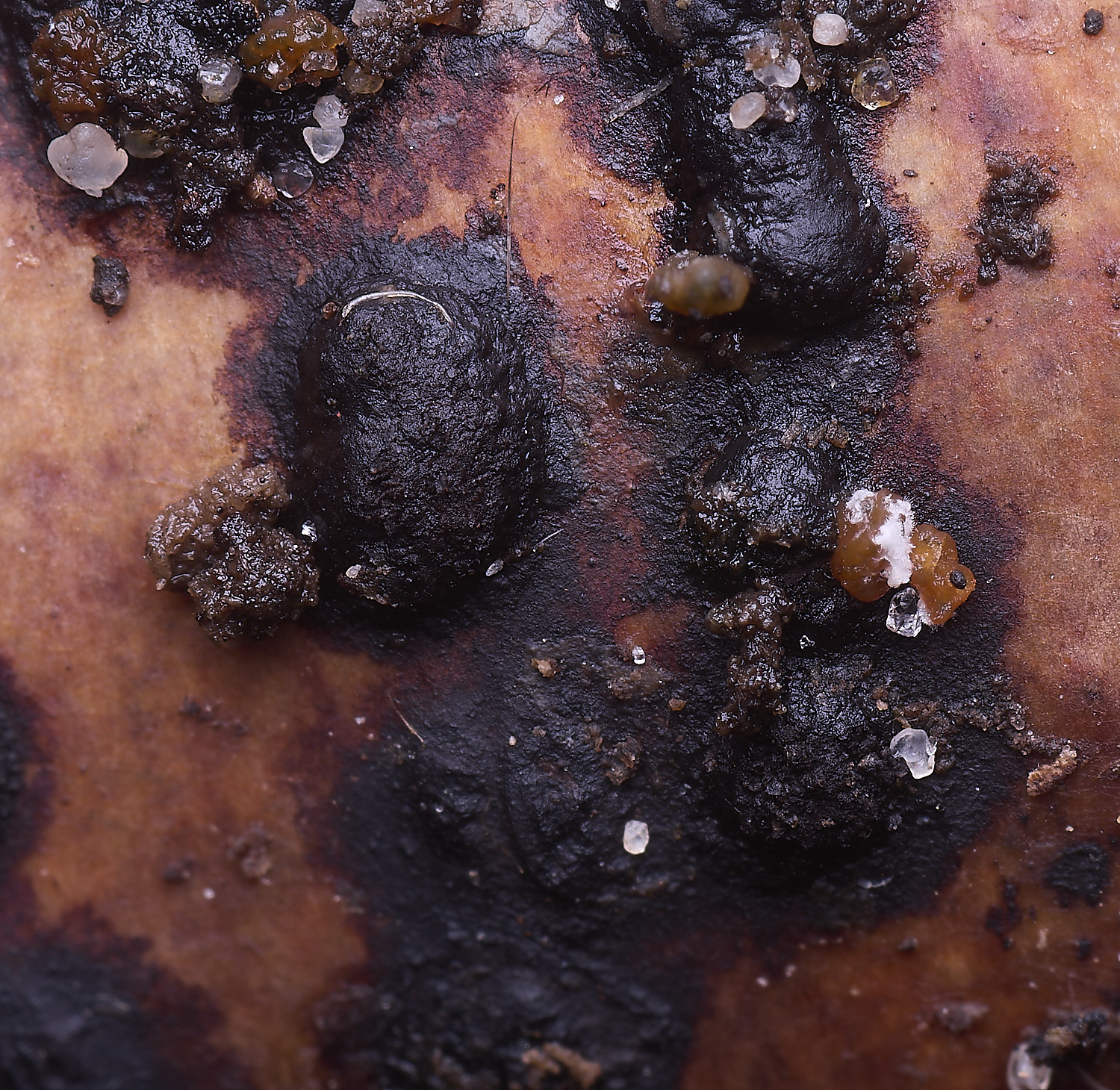 WildernessgGrove3things230225-2