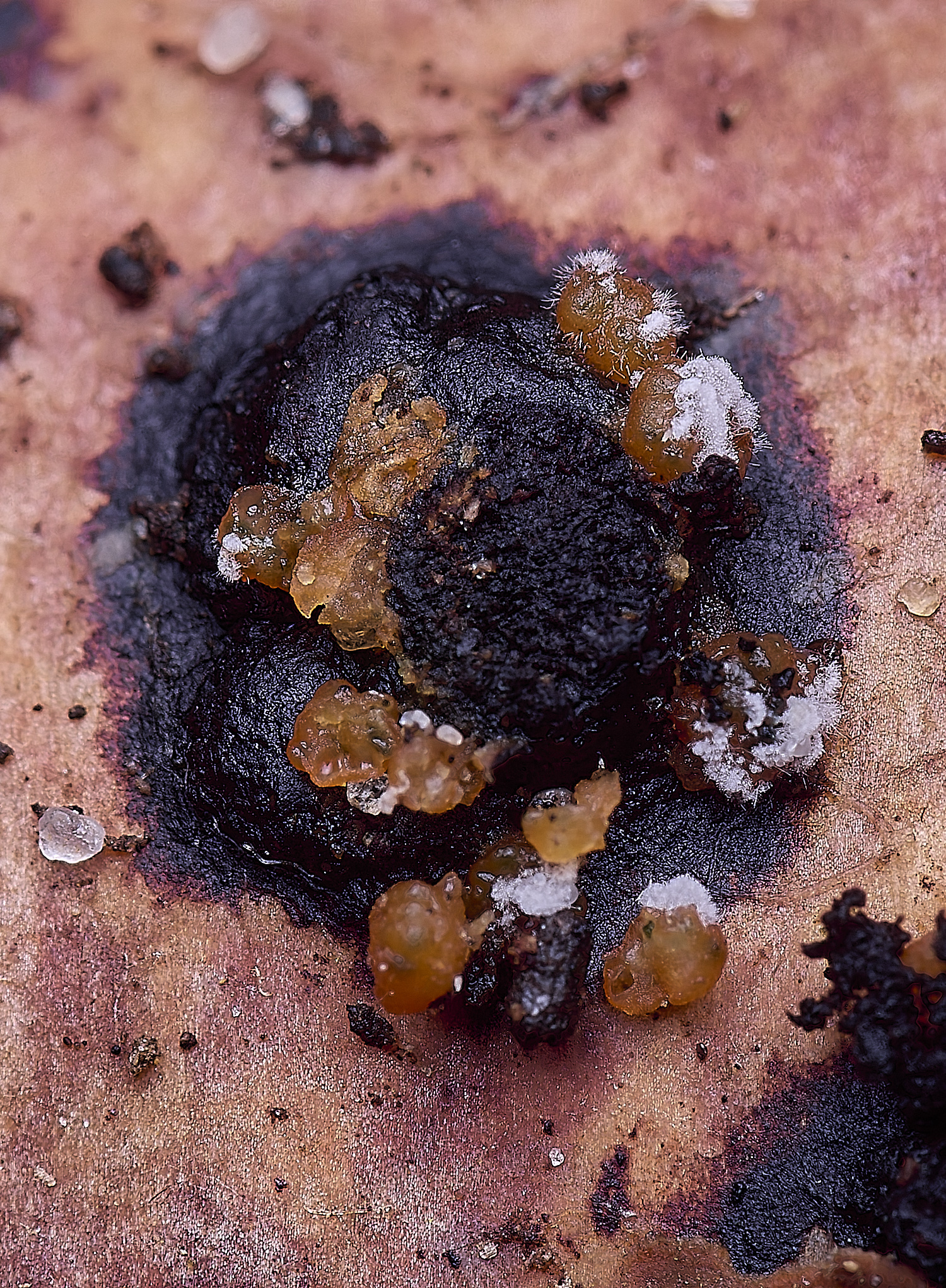 WildernessgGrove3things230225-3