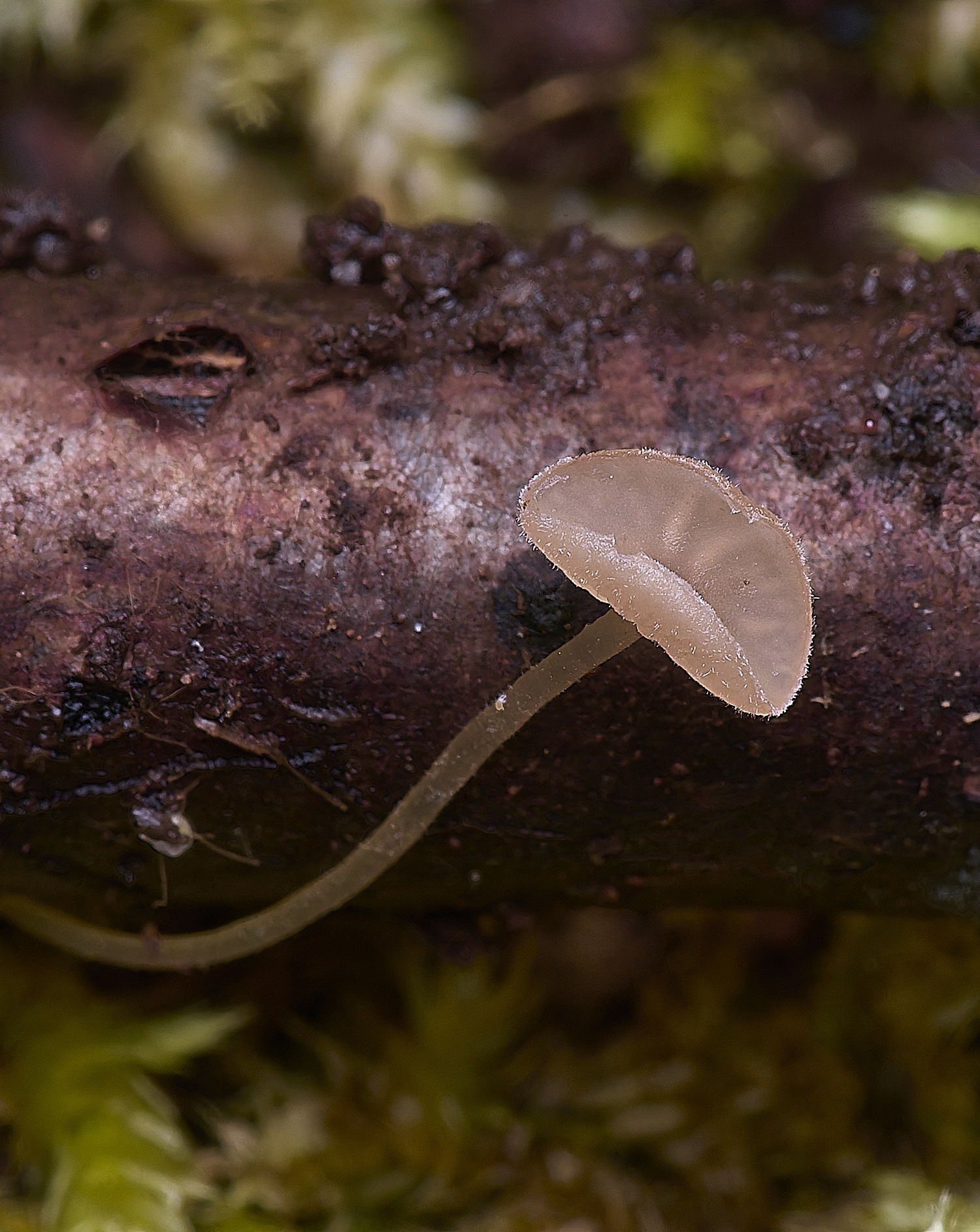 WildernessgGroveAlderGoblet230225-1