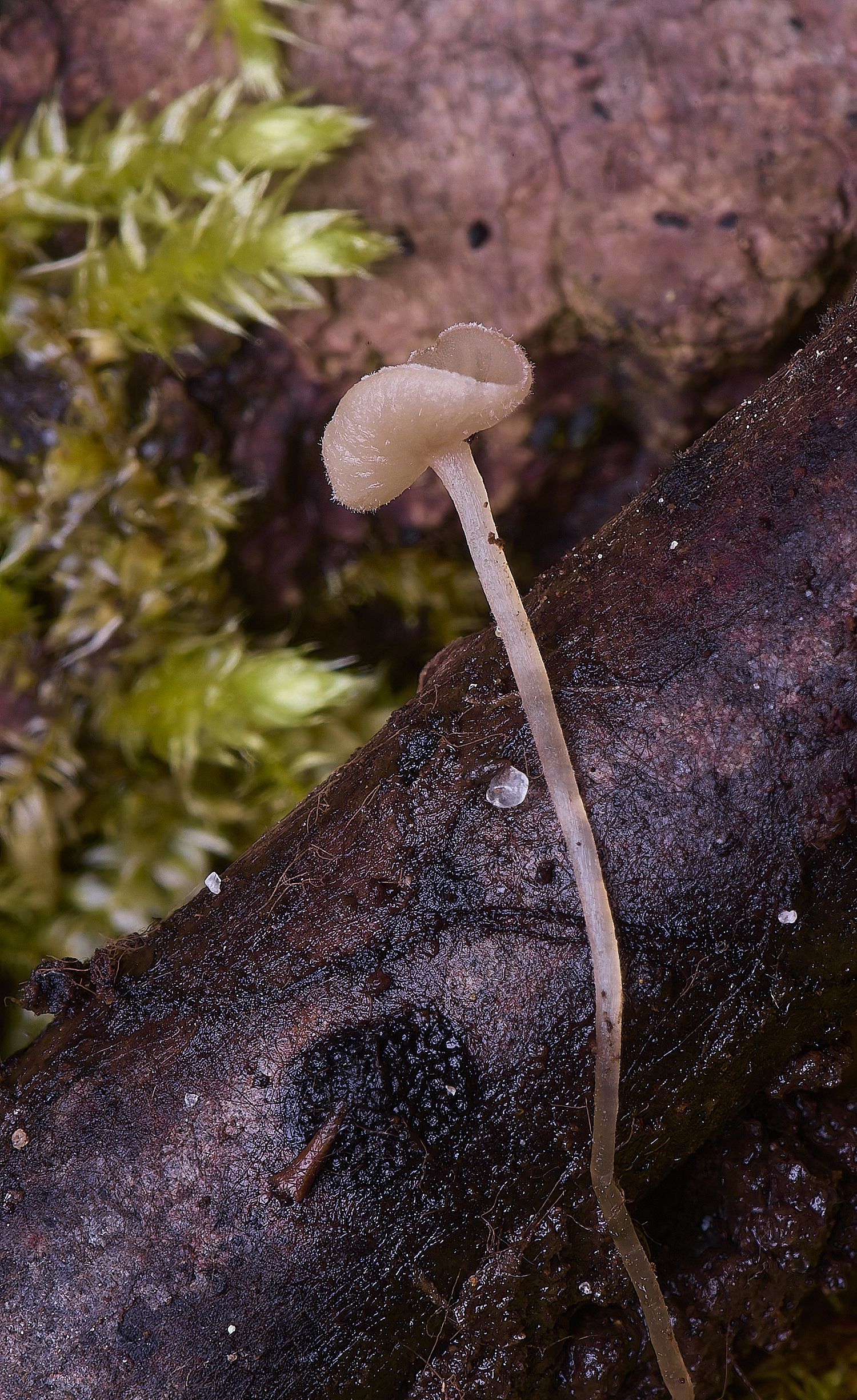 WildernessgGroveAlderGoblet230225-2