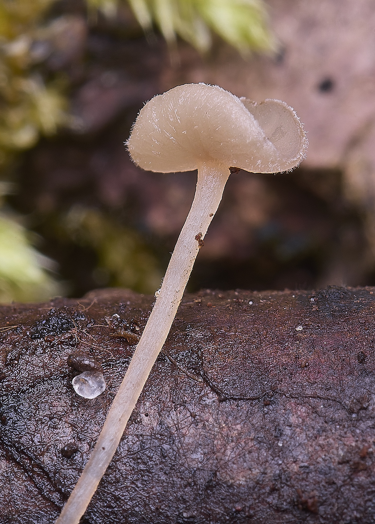 WildernessgGroveAlderGoblet230225-3