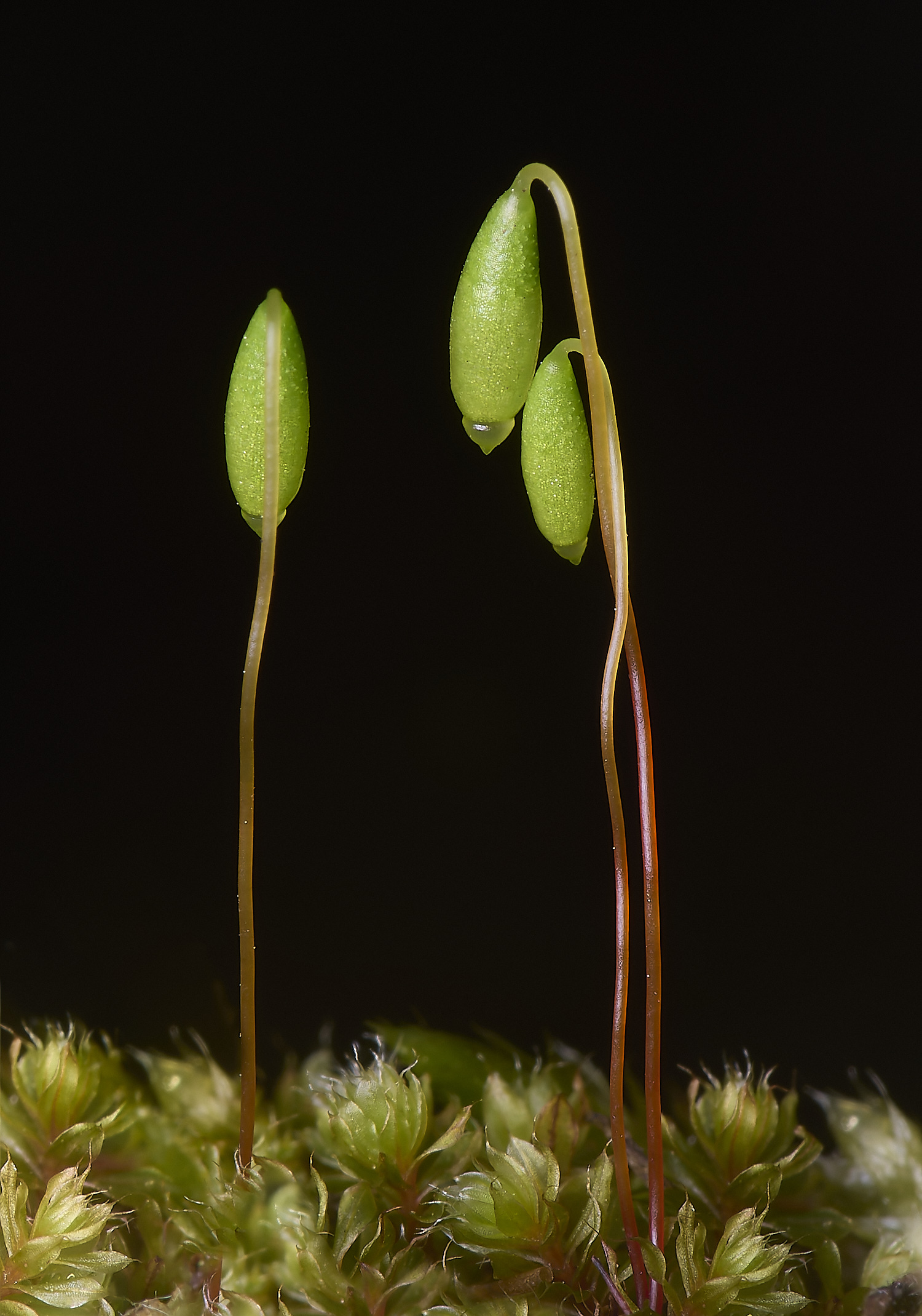 WildernessgGroveBcapillary230225-1