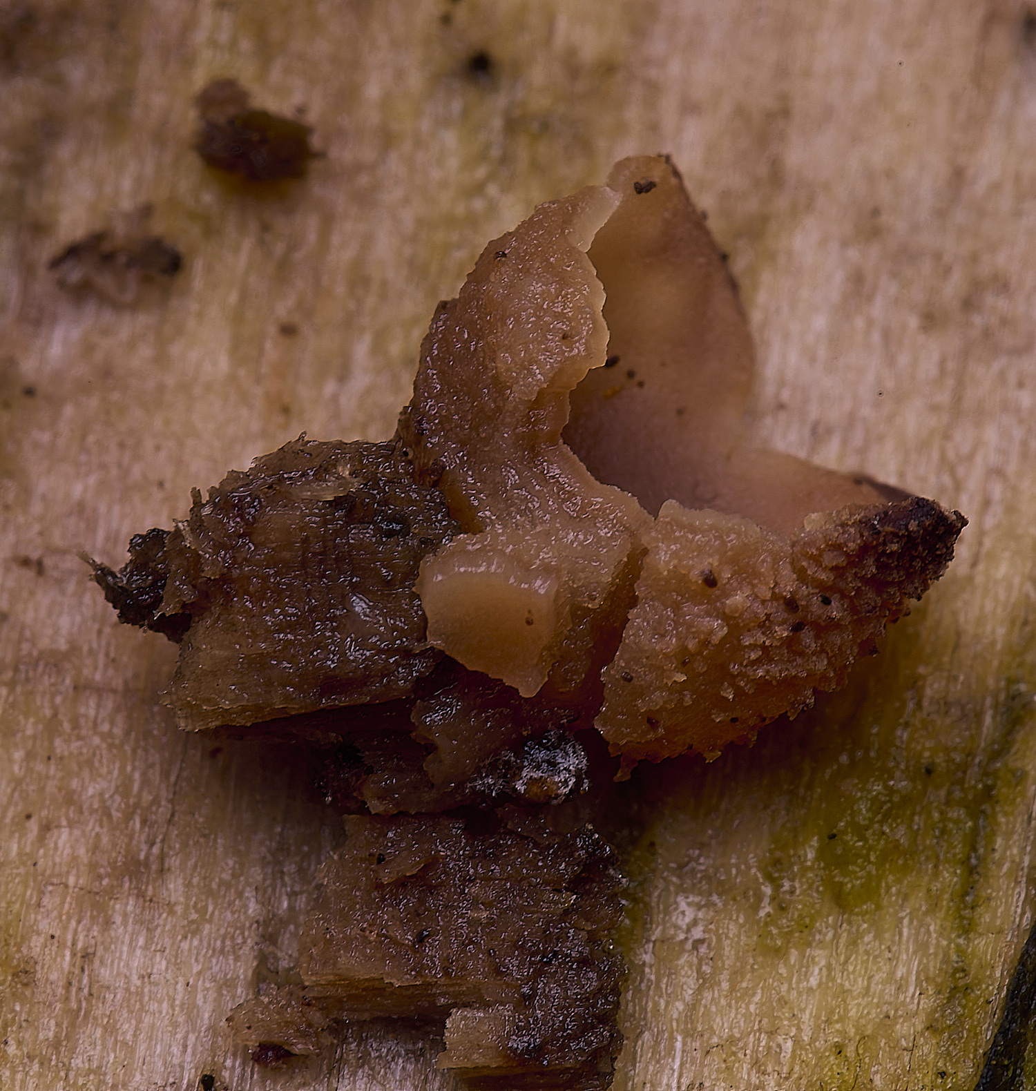 WildernessgGroveBrownCup?230225-1