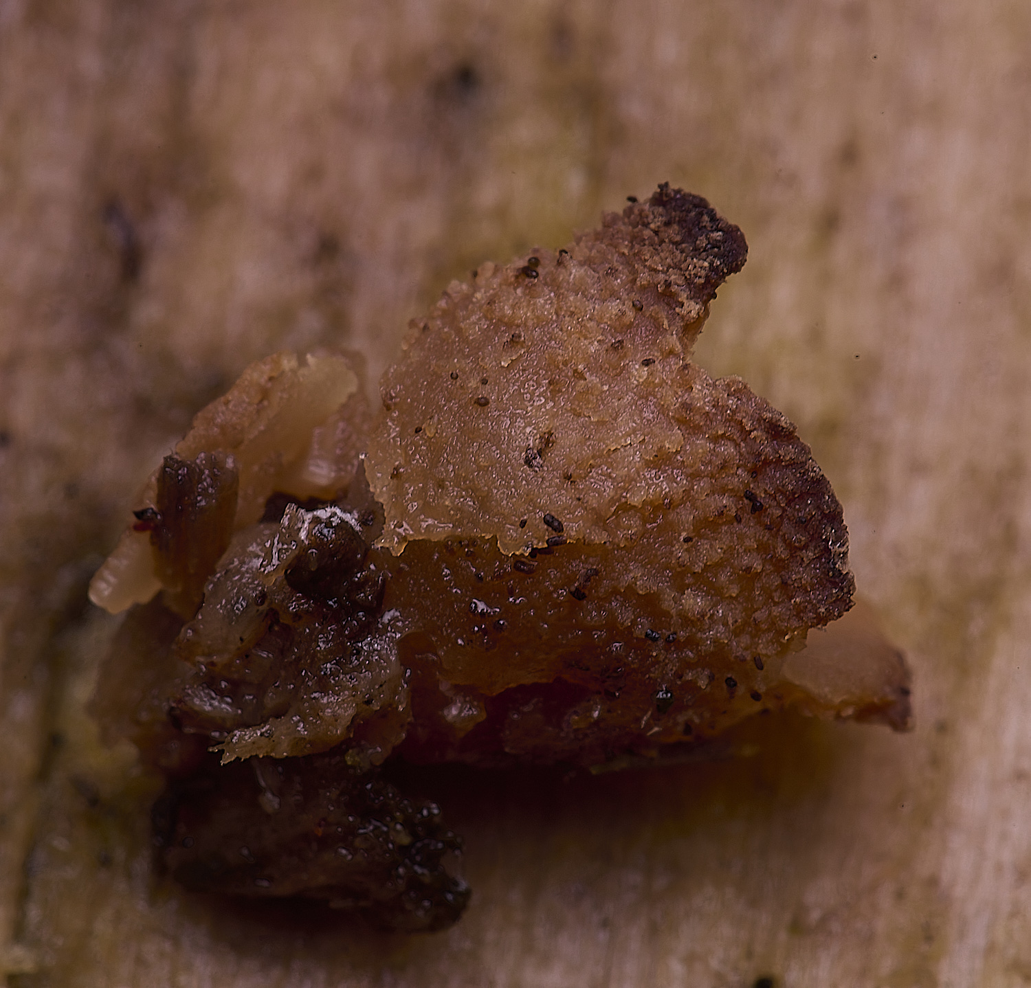 WildernessgGroveBrownCup?230225-2