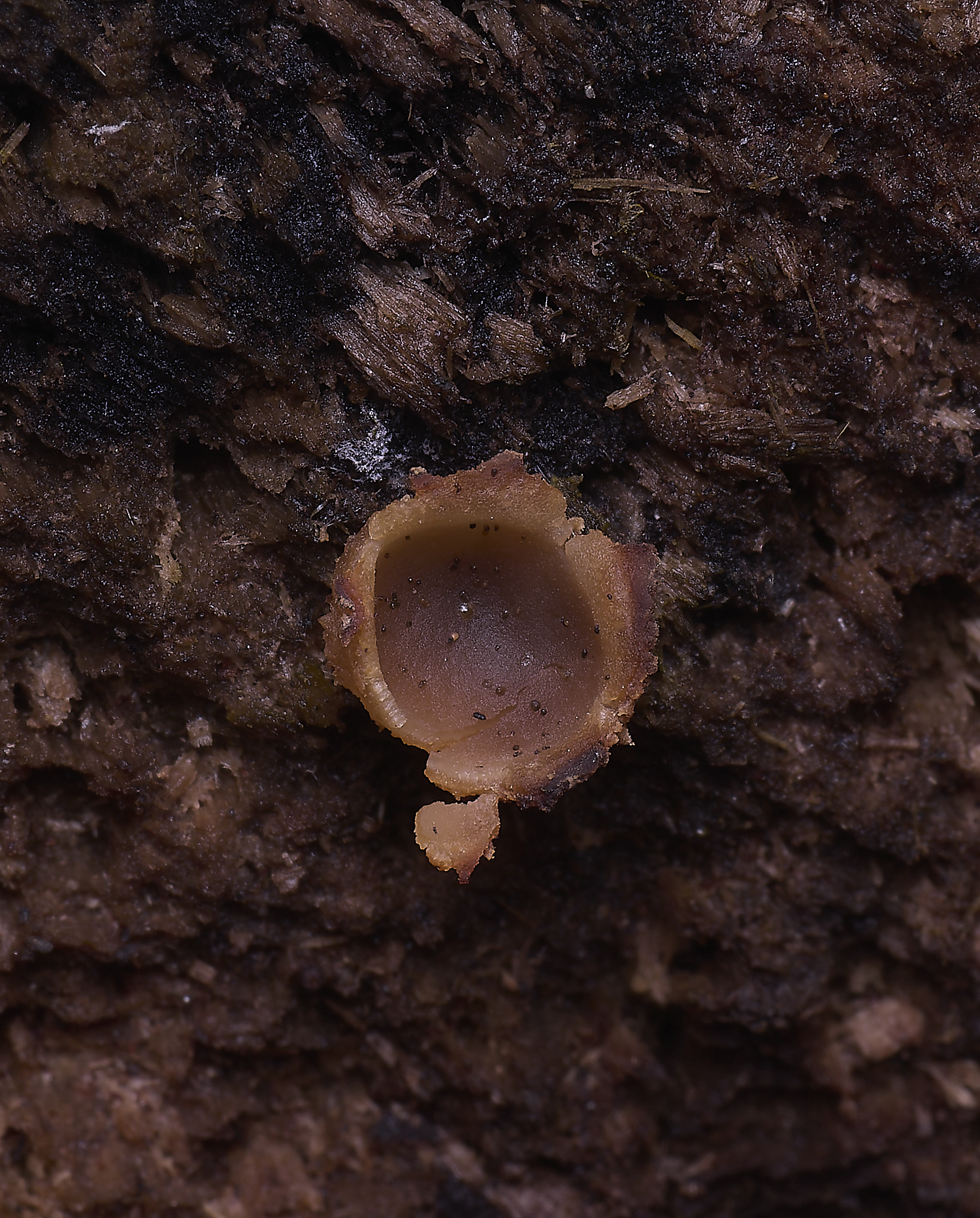 WildernessgGroveBrownCup?230225-4