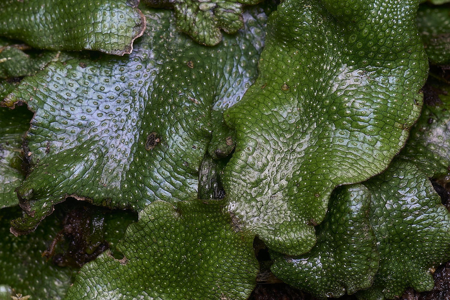 WildernessgGroveCconicum230225-1