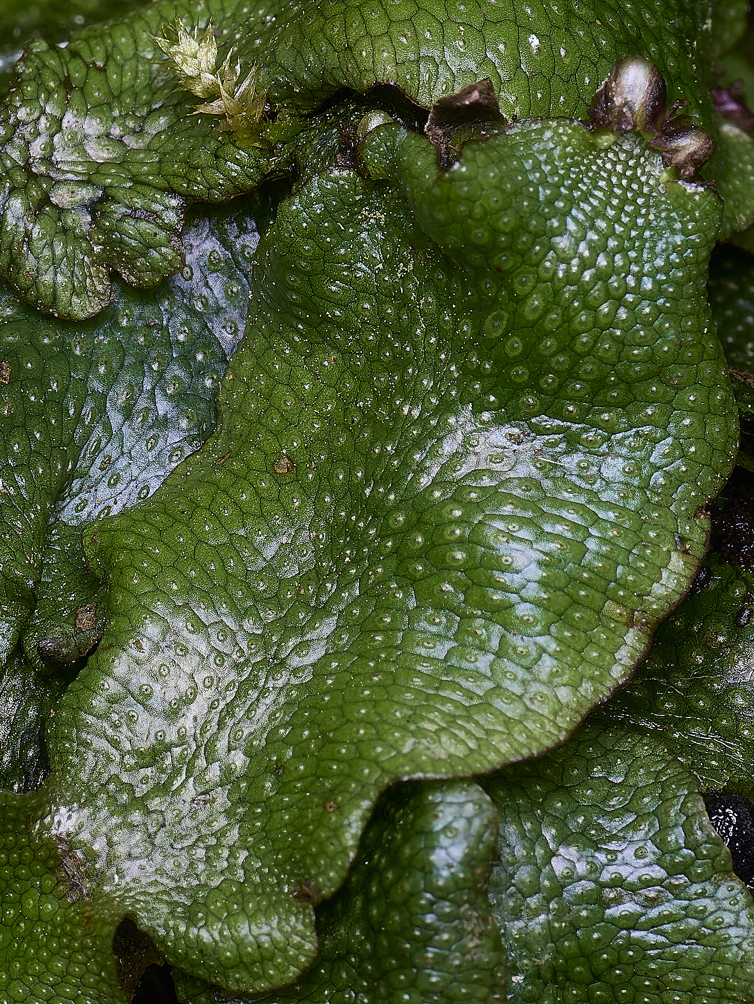 WildernessgGroveCconicum230225-2