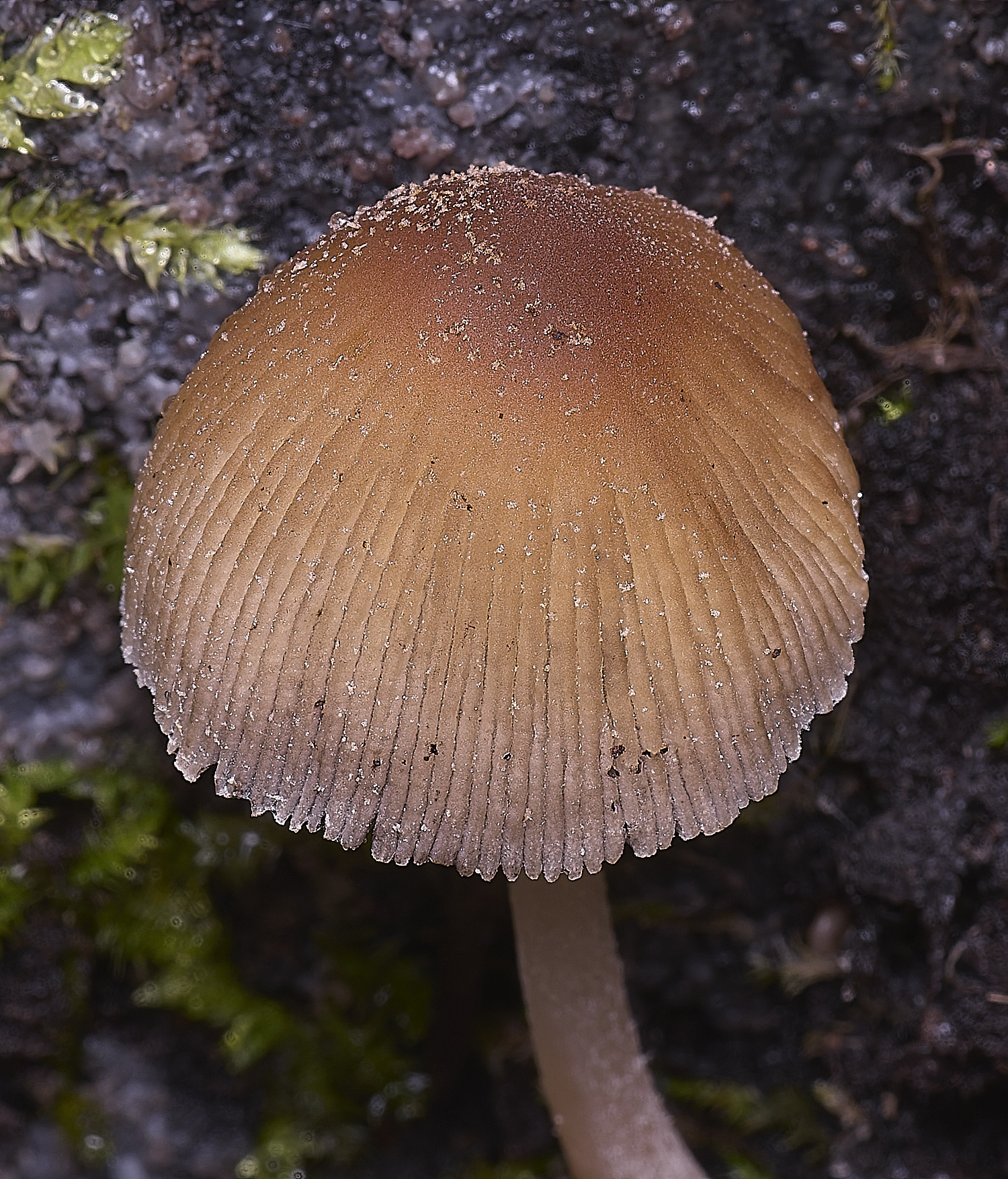 WildernessgGroveCmicaceus230225-1