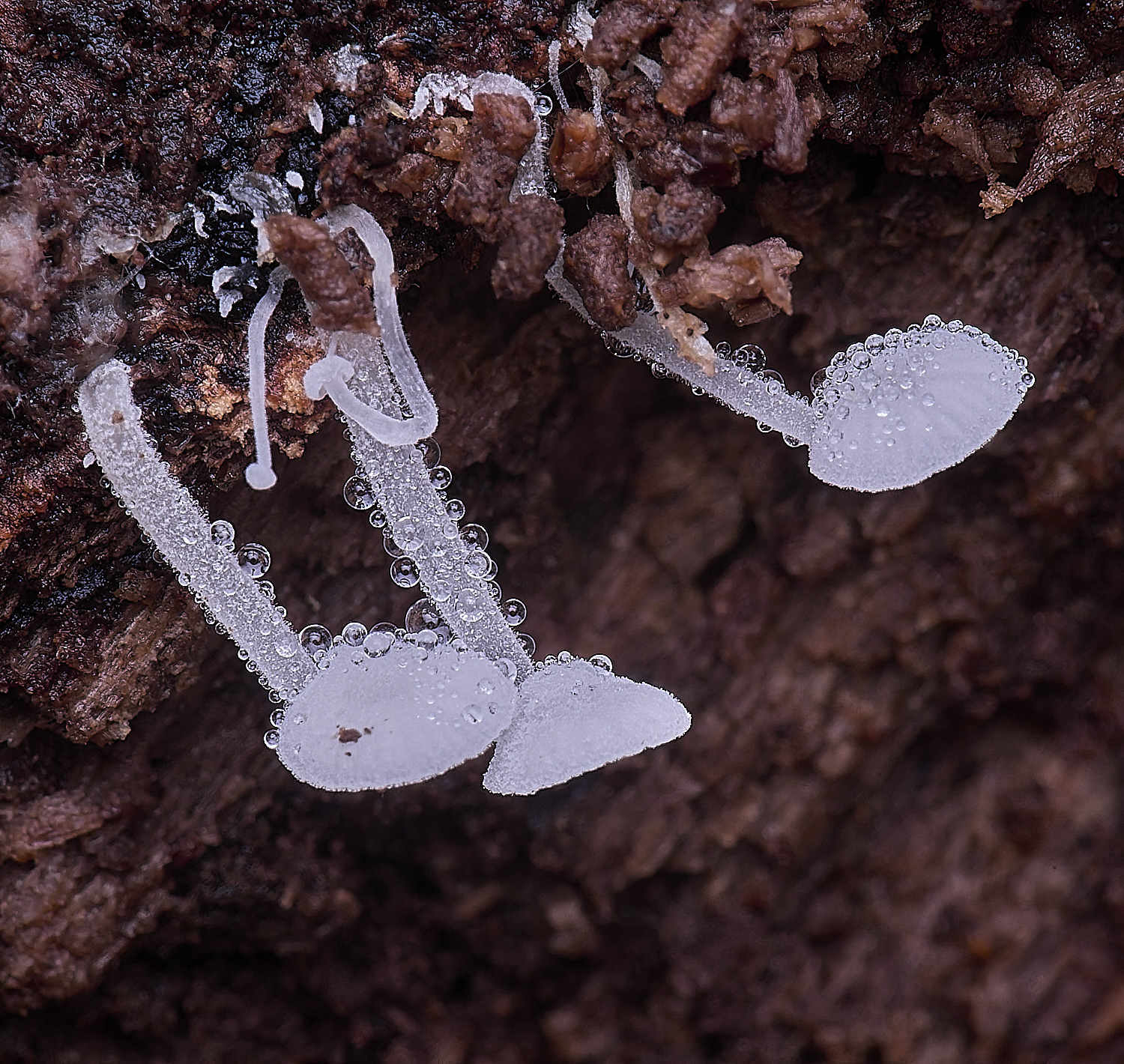 WildernessgGroveDewdrop230225-1