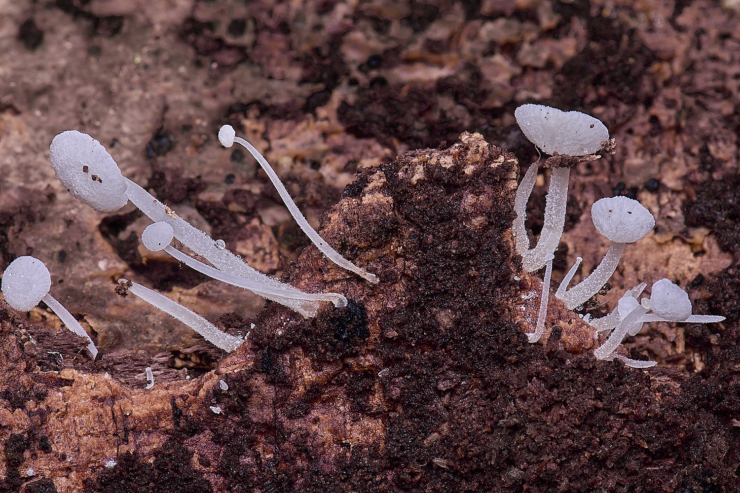 WildernessgGroveDewdrop230225-2