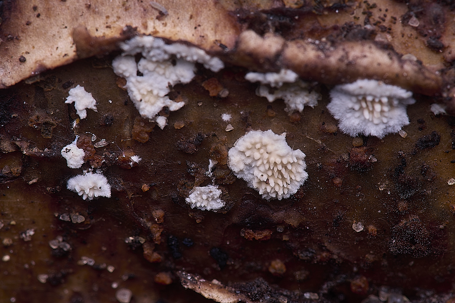 WildernessgGroveFungusSp230225-1