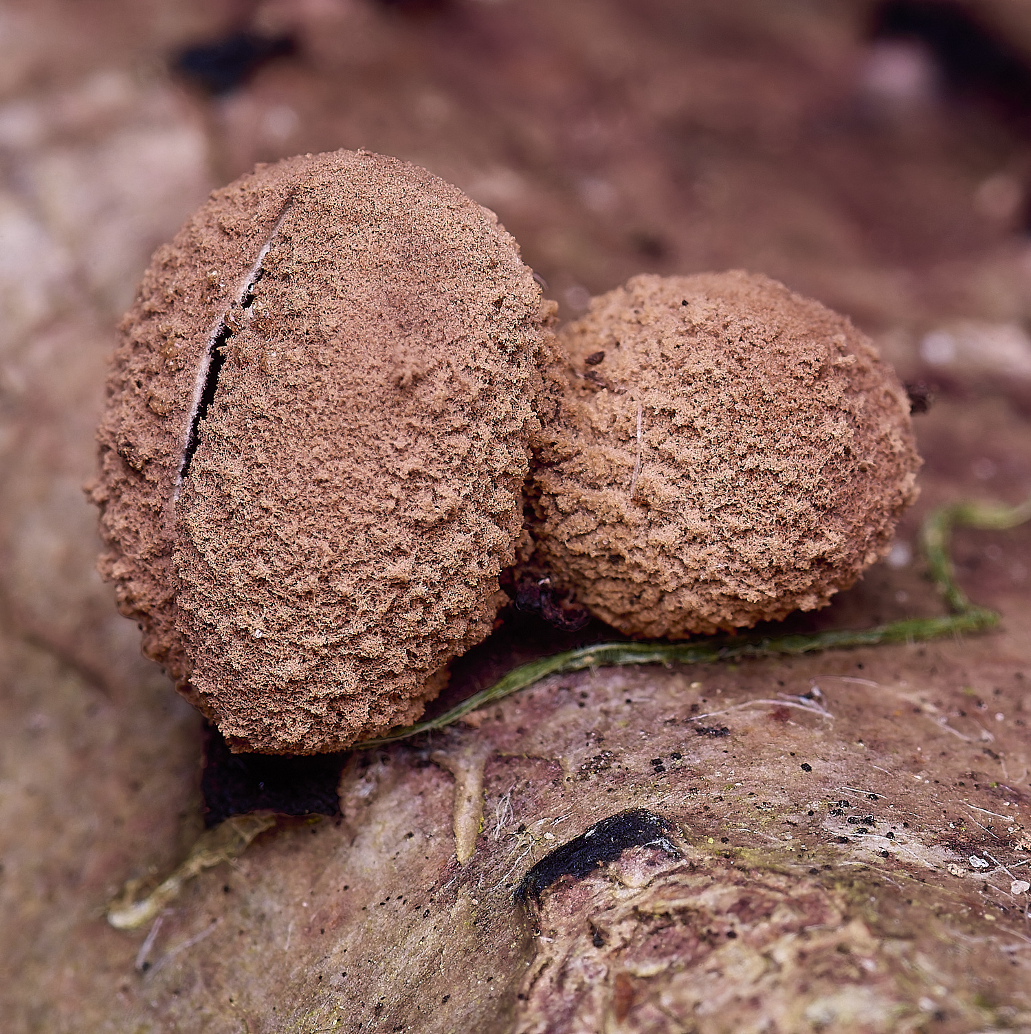 WildernessgGroveHazelCup230225-1