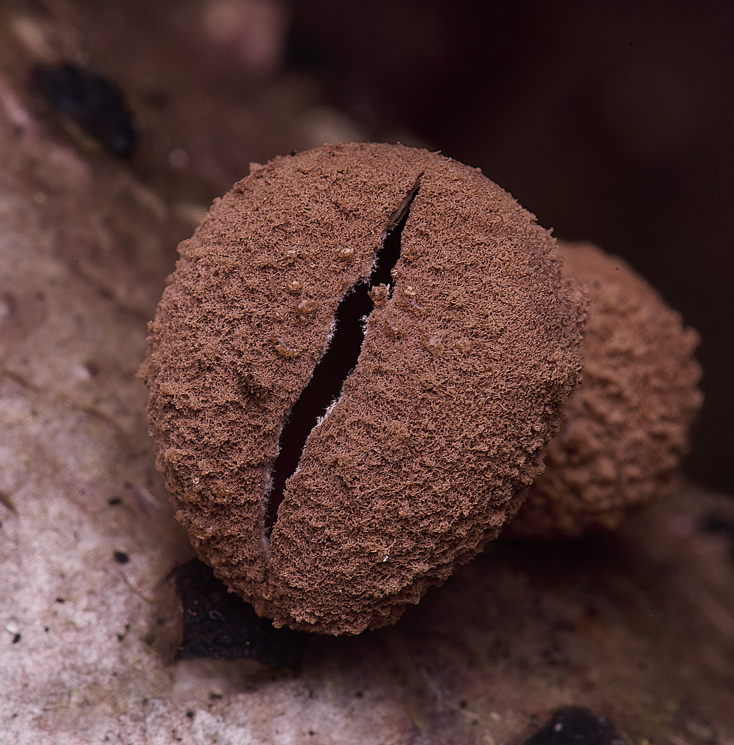 WildernessgGroveHazelCup230225-2