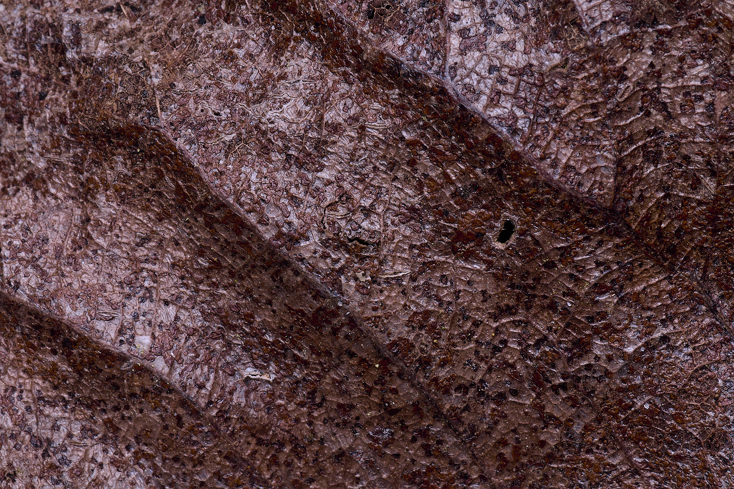 WildernessgGroveLeaf230225-1