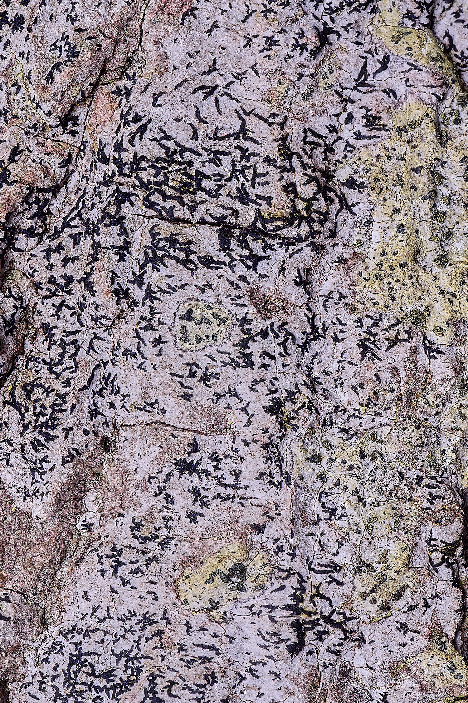 WildernessgGroveLichen1230225-1