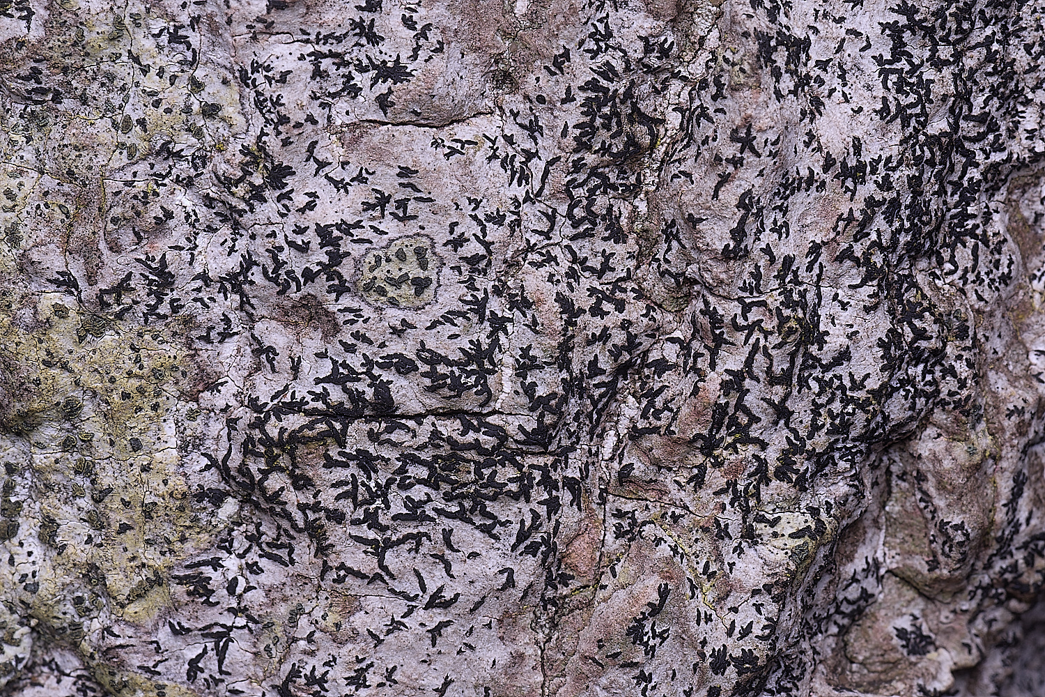 WildernessgGroveLichen1230225-2