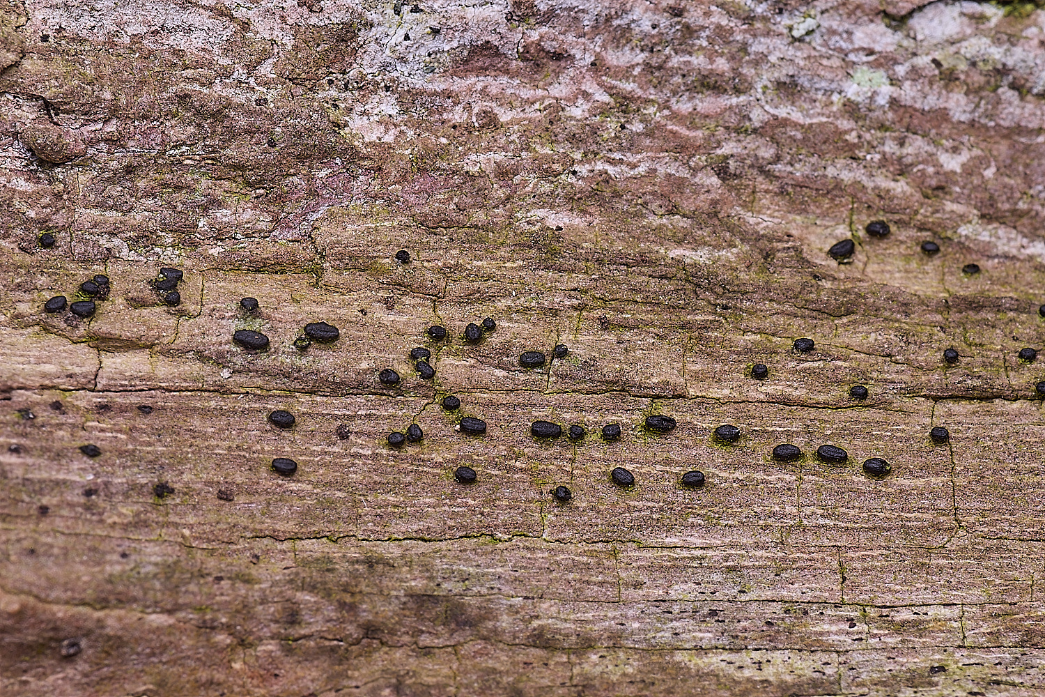 WildernessgGroveLichen2230225-1