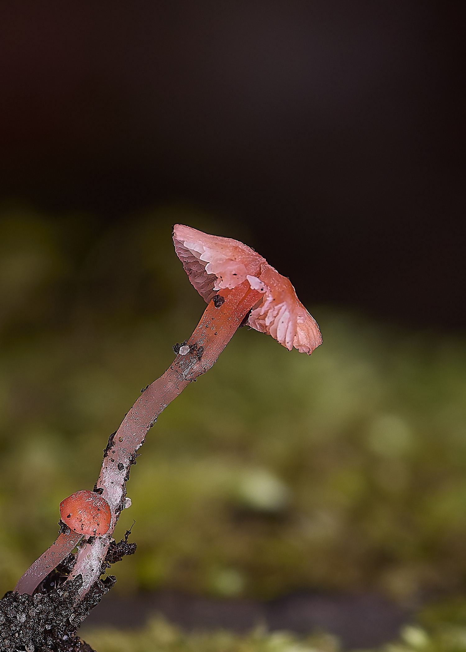 WildernessgGroveMadonis230225-1