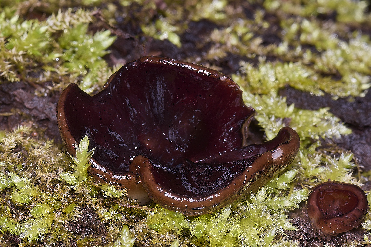 WildernessgGroveMidnightDisco230225-1