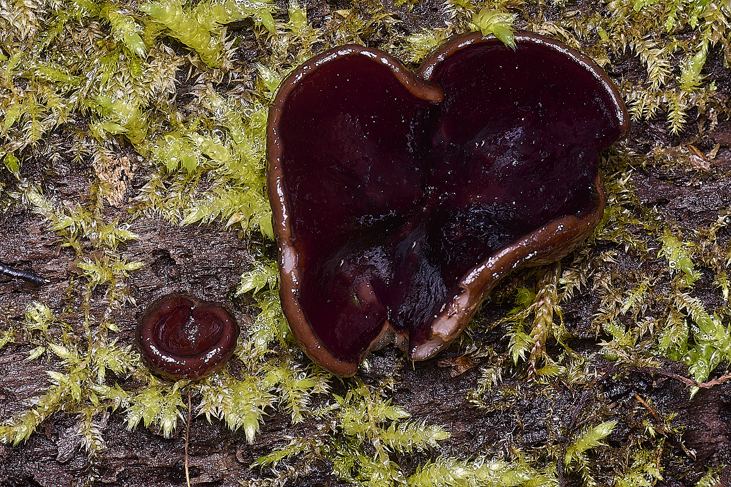 WildernessgGroveMidnightDisco230225-2