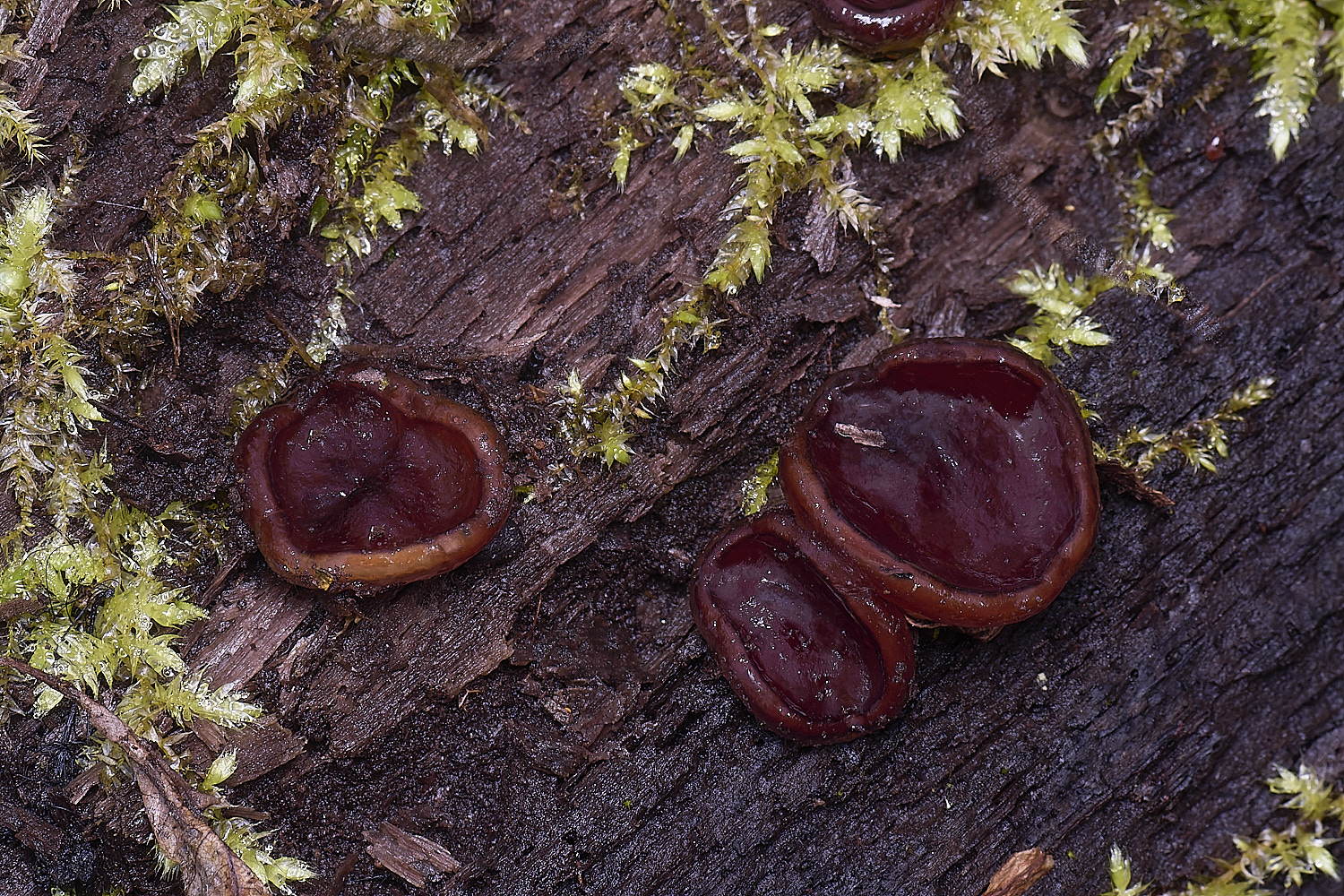 WildernessgGroveMidnightDisco230225-4