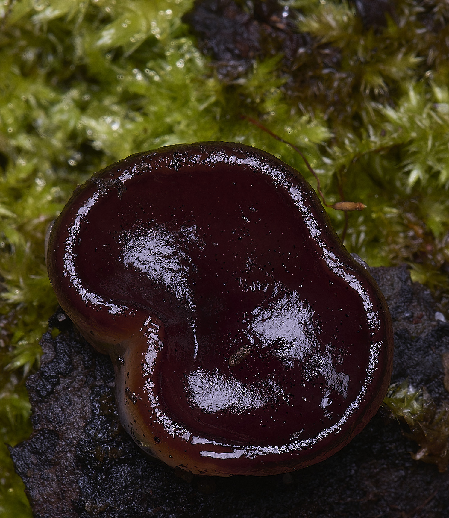 WildernessgGroveMidnightDisco230225-5