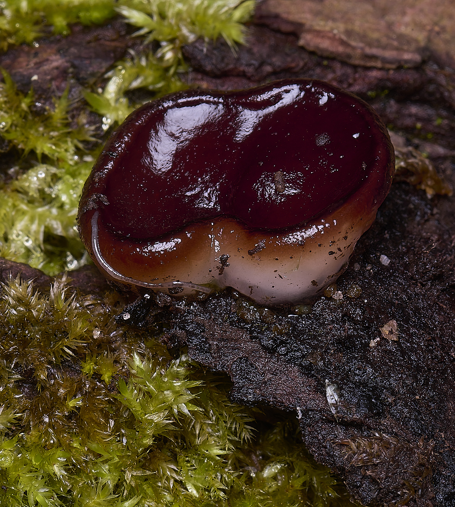 WildernessgGroveMidnightDisco230225-6