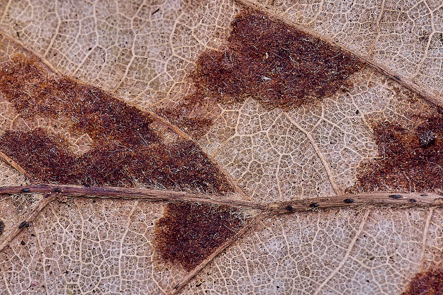 WildernessgGroveMite230225-1