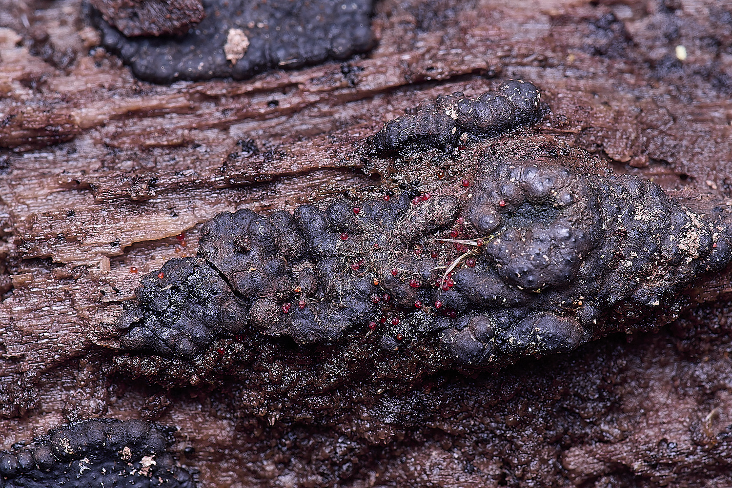 WildernessgGroveNectria230225-1