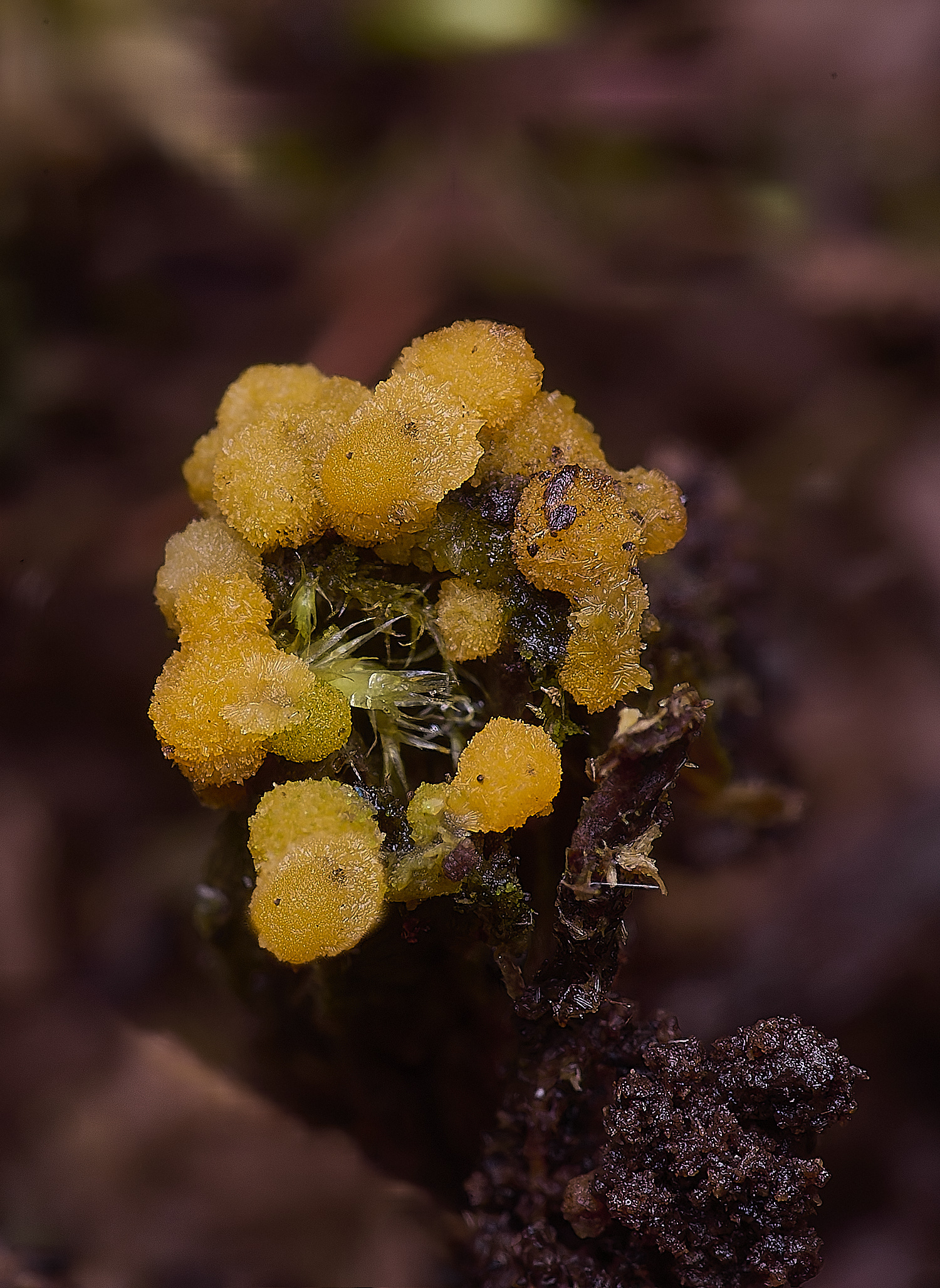 WildernessgGroveOrange230225-1