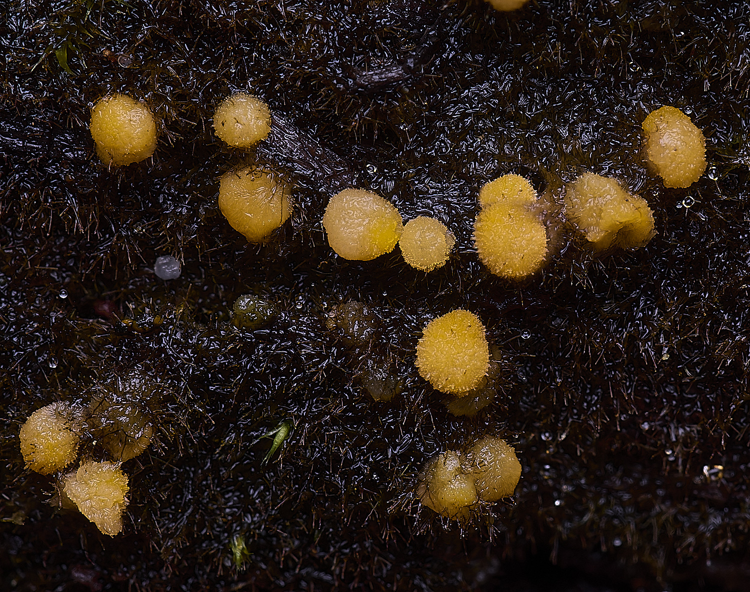 WildernessgGroveOrange230225-2