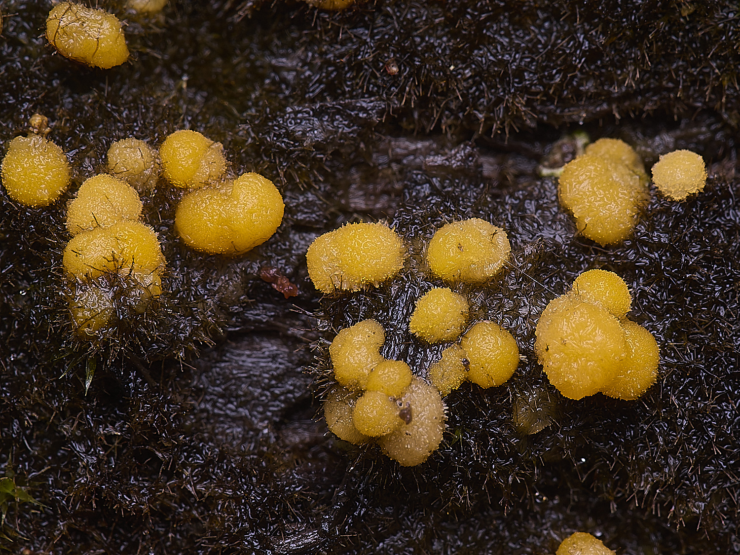 WildernessgGroveOrange230225-3