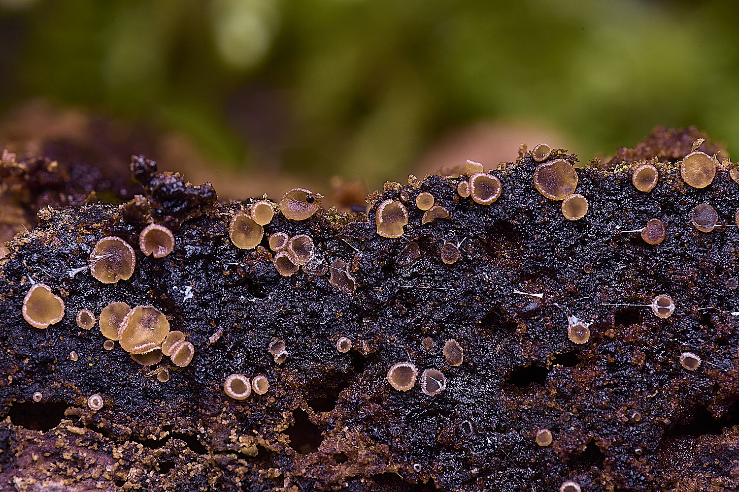 WildernessgGrovePaleOrangeDisco230225-1