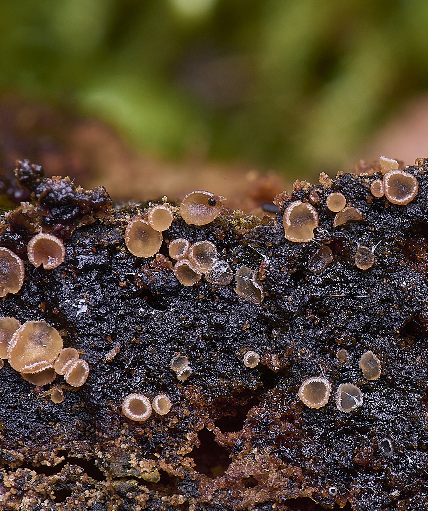 WildernessgGrovePaleOrangeDisco230225-2