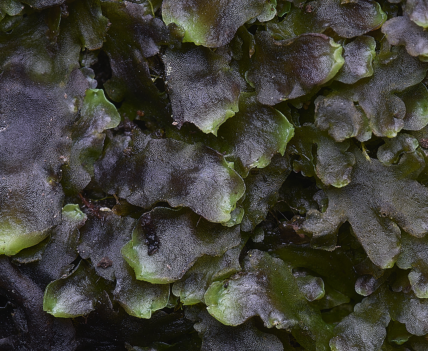 WildernessgGrovePendivifolia230225-1