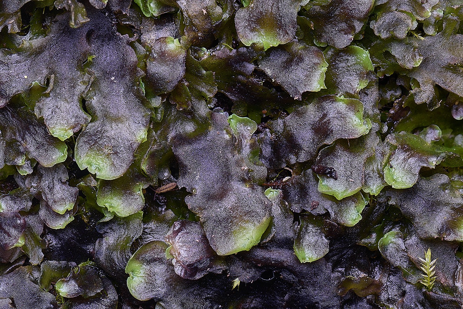 WildernessgGrovePendivifolia230225-2